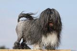 PETIT CHIEN LION 152
